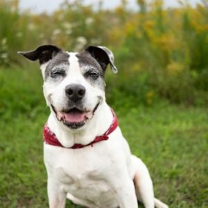Cães Seniores